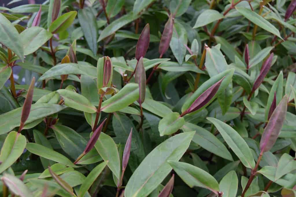 Hebe 'Midsummer Beauty' 40-60 cm